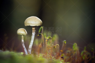 蘑菇,二重奏,自然,水平画幅,秋天,无人,真菌学,孚日省,户外,野生植物