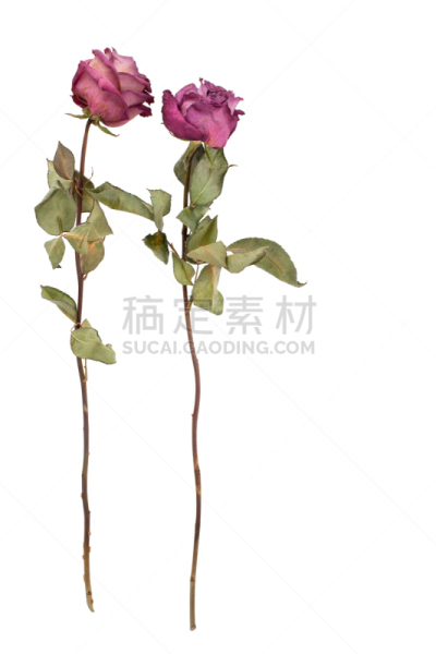 平衡,情人节,白昼,粉色,干的,特写,玫瑰,两个物体,节日
