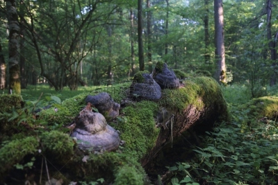 比阿洛维察,木制,真菌,bialowieza forest,生态多样性,水平画幅,无人,职权,东欧,户外
