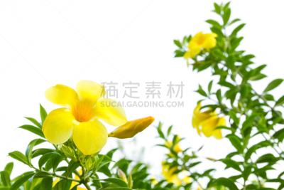 黄色,自然,留白,水平画幅,绿色,无人,白色背景,软枝黄蝉,户外,特写