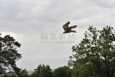 猎鹰,猎隼,天空,褐色,水平画幅,哈尔茨山,鸟类,动物身体部位,户外,云景