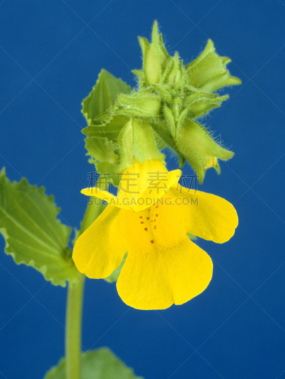猴面花,垂直画幅,水,植物,水生植物,无人,花头,德国,摄影,花