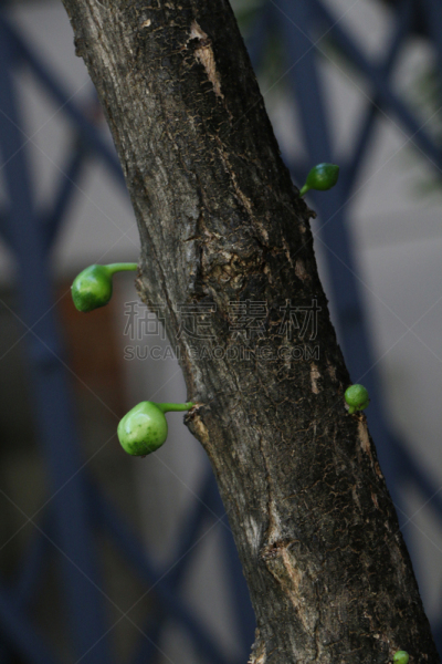 园林,野生植物,葫芦,亚洲,炮弹果属,农业,自然,草本,垂直画幅,泰国