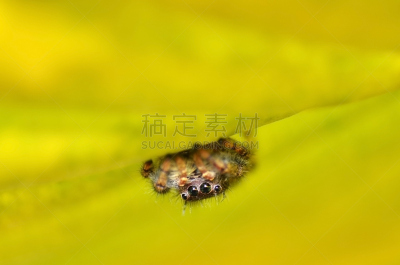 跳跃蜘蛛,复眼,水平画幅,尖的,动物身体部位,蜘蛛纲,特写,毛绒绒,大特写,叶子