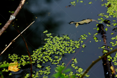 浮萍,水生植物,水,美,边框,水平画幅,无人,湿,夏天,沼泽