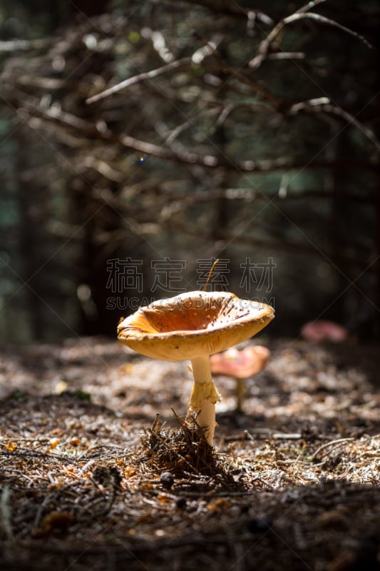 蘑菇,安德伍德,分离着色,自然,垂直画幅,褐色,秋天,林区,嫩枝,苔藓