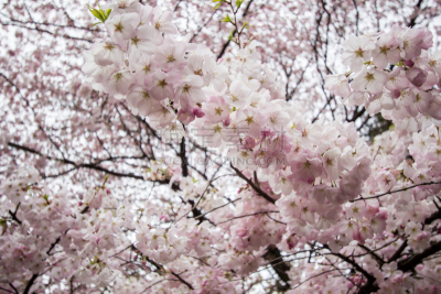 新宿御苑,樱花,日本,东京,充满的,花见节,自然,公园,水平画幅,樱桃