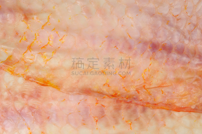 动物皮,鱼类,水平画幅,鲻鱼,海产,动物身体部位,罗非鱼,特写,红色,清新