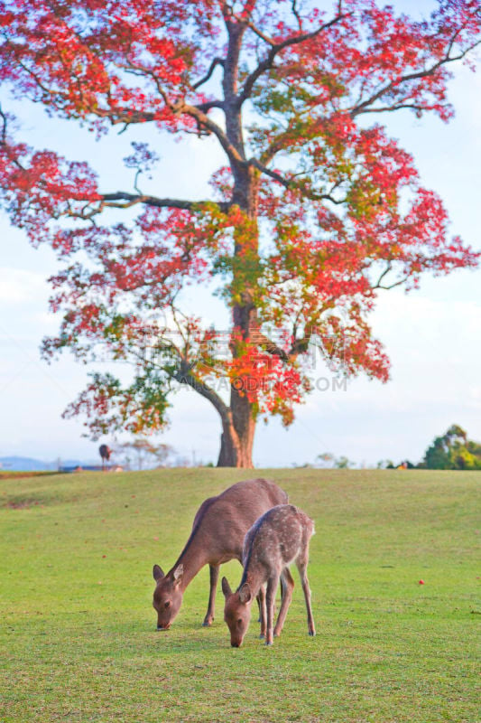 奈良县,奈良公园,垂降,世界遗产,食品,野生动物,公园,禅宗,著名景点,动物