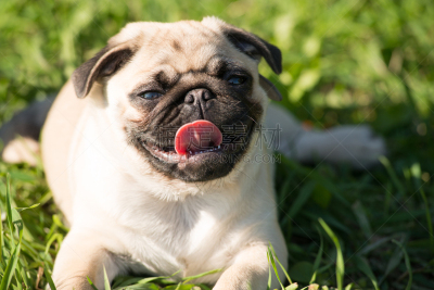 巴哥犬,公园,褐色,水平画幅,夏天,户外,草,特写,猎犬,白色