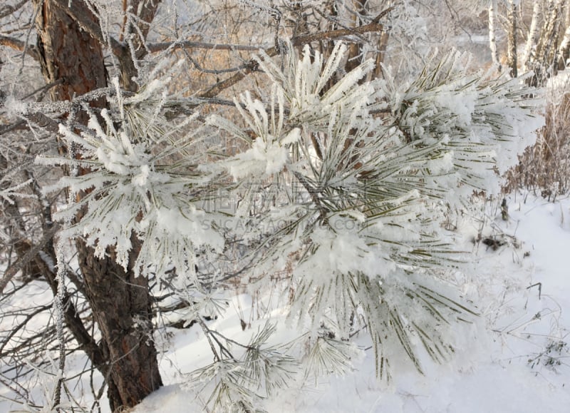 雪,白色,冬天,枝,地形,森林,俄罗斯,自然美,云杉,绿色