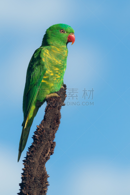 吸蜜鸚鵡,动物的鳞,圣伯纳犬,垂直画幅,美,野生动物,绿色,可爱的,无人,色彩鲜艳