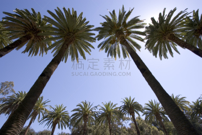 棕榈树,成一排,稳定,天空,水平画幅,高视角,无人,蓝色,巨大的,正上方视角