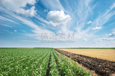 大豆,田地,电缆,天空,水平画幅,山,素食,无人,泥土,工厂