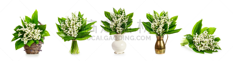 铃兰,华丽的,背景分离,花盆,浪漫,复古风格,古典式,园林,植物