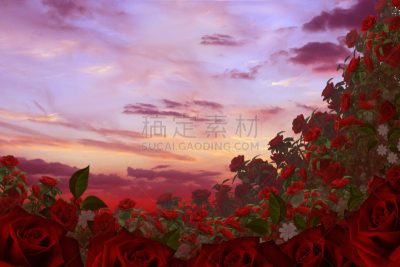 背景,动物心脏,三角梅,浅的,水平画幅,形状,玫瑰,特写,花束,植物