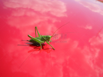 绿色,大众汽车,紧身衣裤,蚱蜢,漆的,天空,水平画幅,陆用车,交通,户外