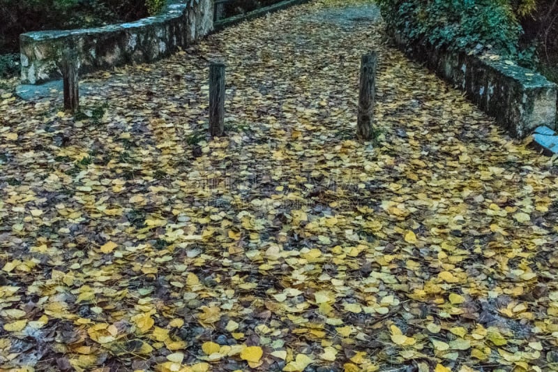 河流,叶子,桥,在上面,有包装的,佛蒙特,十月,宾夕法尼亚,英格兰,著名景点