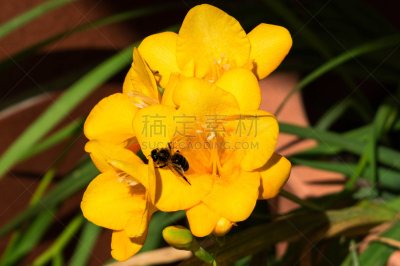 黄色,仅一朵花,自然,水平画幅,蜜蜂,无人,动物学,蜂蜡,生物学,蜡
