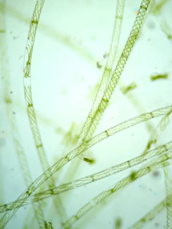 浮游植物 浮游植物图片 浮游植物素材下载 稿定素材 浮游植物 浮游植物图片 浮游植物素材下载 稿定素材