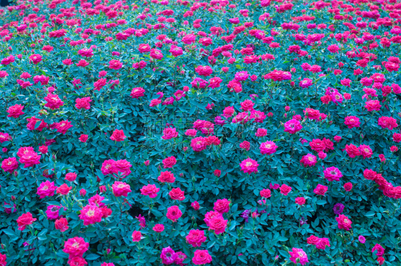 roses in the garden