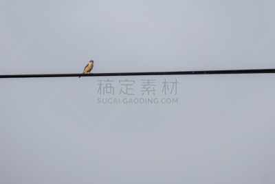 寂寞,金属丝,鸟类,电缆,瓜达拉马山脉,一个物体,简单,图像,国家公园,一只动物