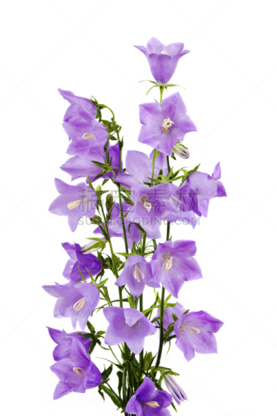 花束,手铃,自然,垂直画幅,无人,蓝色,长春花属,夏天,特写,植物茎
