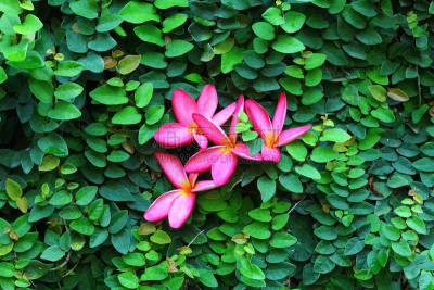 绿色,墙,赤素馨花,粉色,叶子,自然,留白,水平画幅,攀缘植物,无人