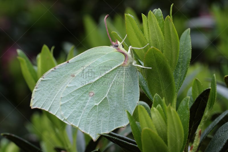 鹭管鱼,clouded yellow butterfly,布林斯通山,无脊椎动物,野生动物,水平画幅,蝴蝶,无人,节肢动物,一只动物