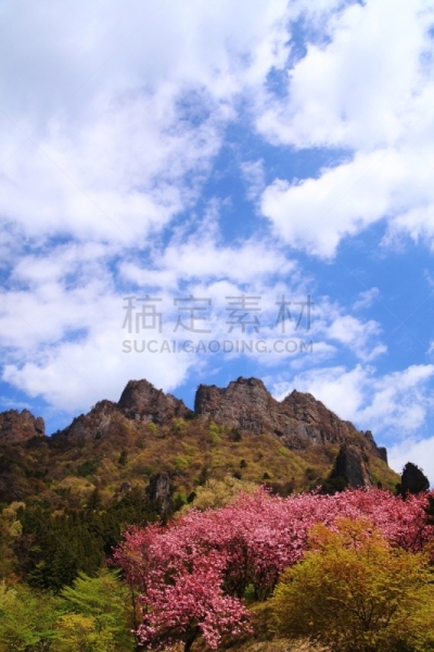 山,春天,妙义町,妙义山,群马县,垂直画幅,里山,枝繁叶茂,樱花,无人