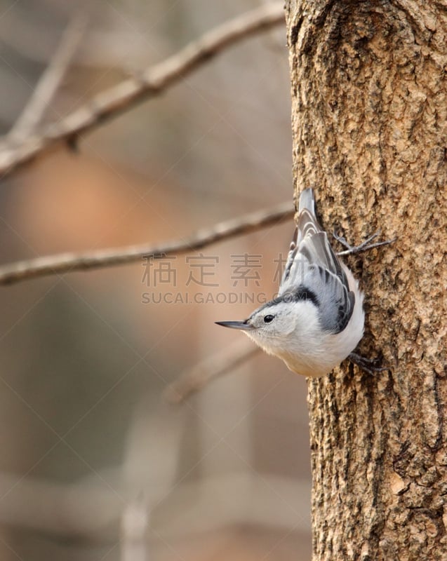 五子雀,自然,垂直画幅,野生动物,喙,动物,鸟类,白胸五十雀,北美歌雀,树