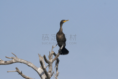 鸬鹚,在上面,热带海鸟,热带鸟,水,天空,留白,水平画幅,家禽,树梢