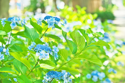 八仙花属,白色,藤泽市,图像,枝,叶子,春天,无人,神奈川县,浅蓝色