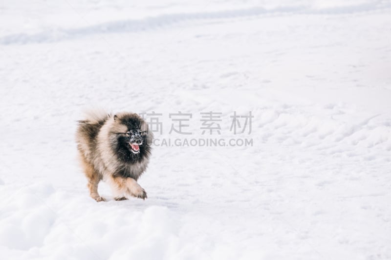 凯斯犬,雪,冬天,狗,幼小动物,进行中,单层台阶,留白,公园,水平画幅