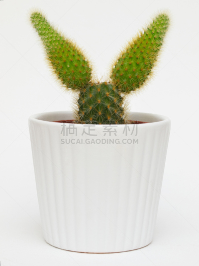 仙人掌,兔子,动物耳朵,垂直画幅,绿色,动物身体部位,花盆,温室,摄影