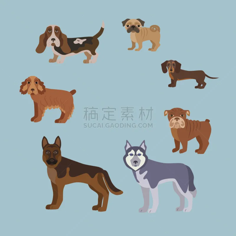 狗 理毛行为 矮脚猎犬 英国小猎犬 斯班尼犬 巴哥犬 腊肠犬 斗牛犬 公牛 华丽的图片素材下载 稿定素材