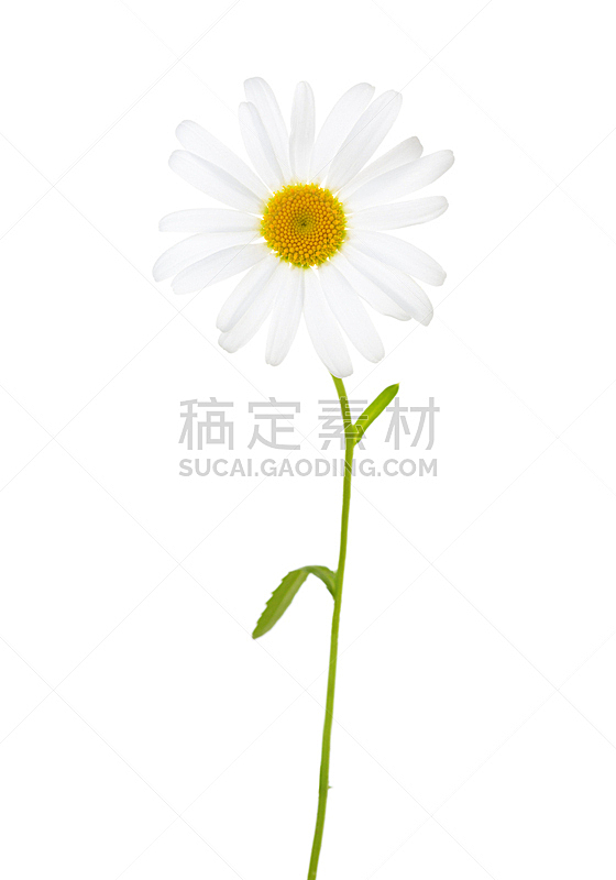 甘菊 白色背景 分离着色 春白菊花 垂直画幅 美 留白 芳香的 无人 甘菊花图片素材下载 稿定素材