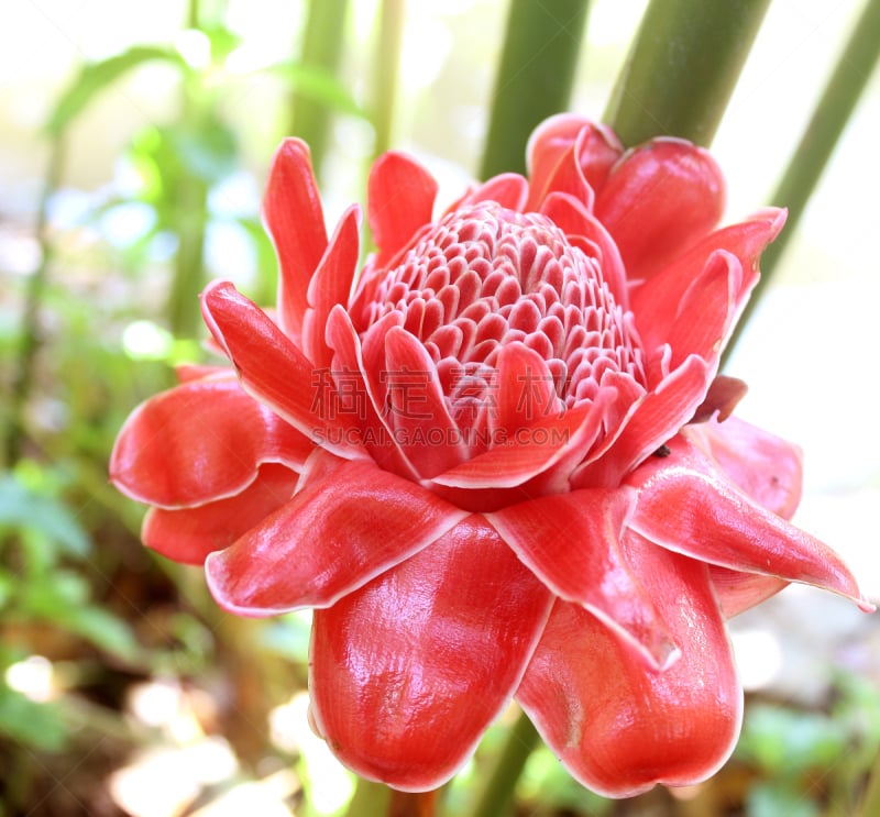 torch ginger,仅一朵花,姜科,家庭,gingerlily,自然,水平画幅,可爱的,无人,生态旅游