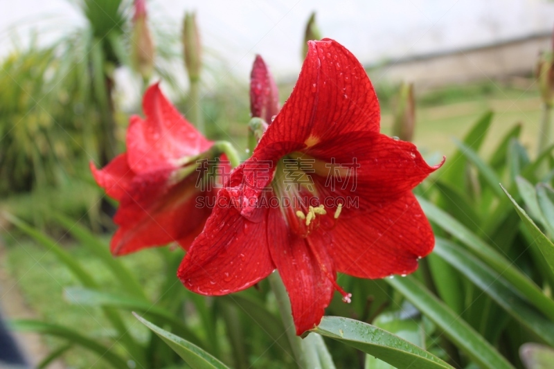 雨,百合花,wood lily,心皮,自然,水平画幅,绿色,雄蕊,无人,户外