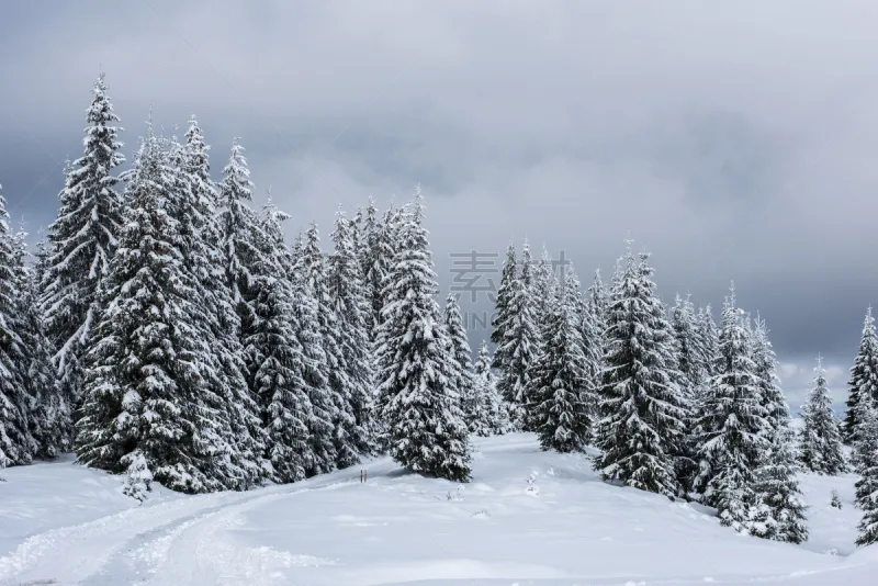 雪 背景 冬天 森林 气候 清新 飘然 一月 罗马尼亚图片素材下载 稿定素材