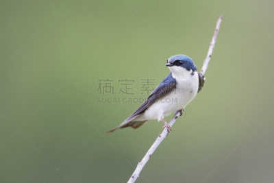 美国,树燕,特拉华,孟买,吊钩,水平画幅,无人,鸟类,北美歌雀,白色