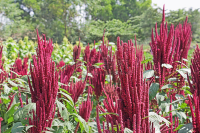 Indian Red Amaranth Field