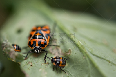 harlequin bug,自然,图像聚焦技术,选择对焦,留白,水平画幅,害虫,无人,特写,昆虫