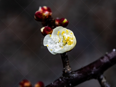 雪,花朵,充满的,自然界的状态,新年前夕,环境,樱桃,梅子,春天,李树
