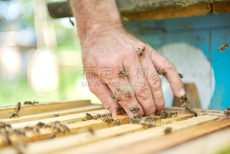 蜂箱,特写,那波利甜点,蜜汁火腿,beekeeper,养蜂,劳动党,昆虫群,蜂蜡,梳子