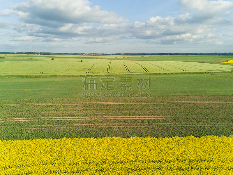 油菜花,绿色,无人机,航拍视角,田地,拉脱维亚,黄色,看风景,顶部,自然