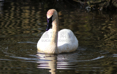 trumpeter swan,水,美,水平画幅,无人,鸟类,户外,湖,水禽,白色