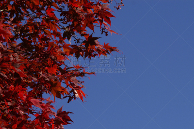枫树,天空,贺卡,留白,水平画幅,马尼托巴湖,秋天,无人,蓝色,盒子