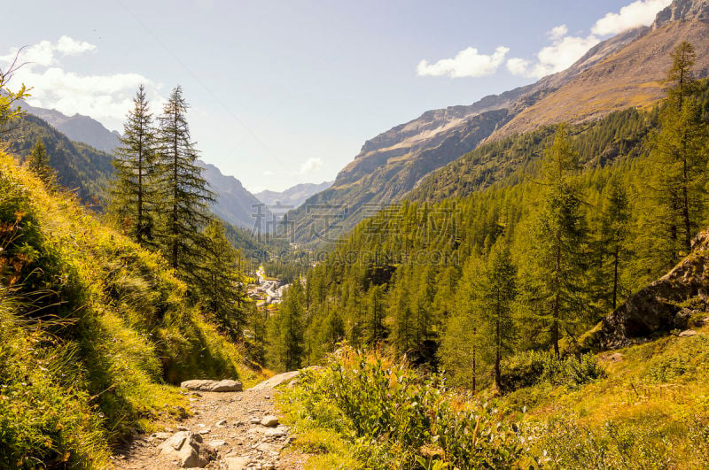 小路,森林,莫堤玫瑰山,徒步旅行,格雷索,山谷市,运动,瑞士阿尔卑斯山,奥斯塔山谷,松树