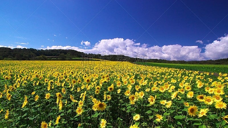 向日葵,田地,农业,清新,春天,农场,植物,夏天,户外,天空